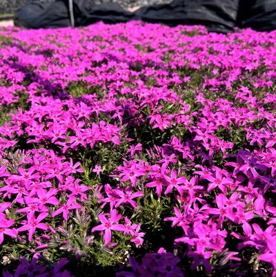 Phlox sub. Crimson Beauty