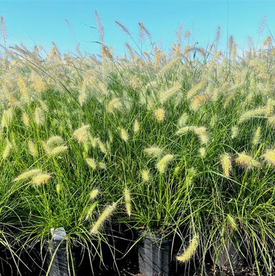 Pennisetum Piglet 