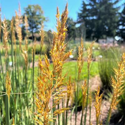 Sorghastrum nut. Golden Sunset