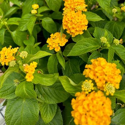 Lantana Gem Gold