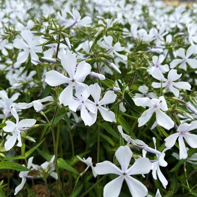 Phlox div. May Breeze