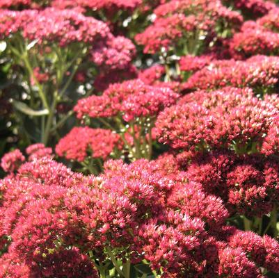 Sedum spe. Autumn Fire