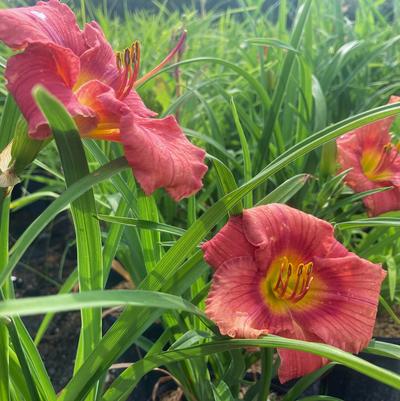 Hemerocallis Rosy Returns