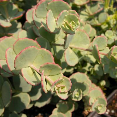 Sedum sieboldii 