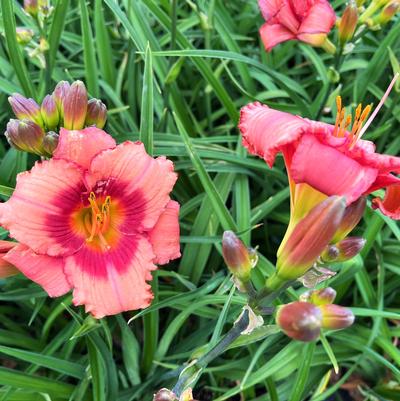 Hemerocallis Strawberry Candy