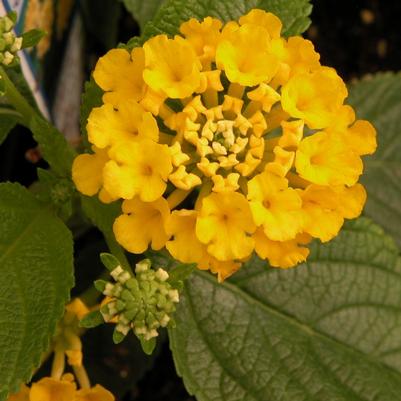 Lantana New Gold