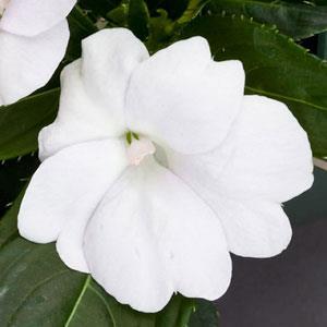 Impatiens SunPatiens Compact White