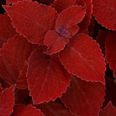 Coleus Ruby Slipper