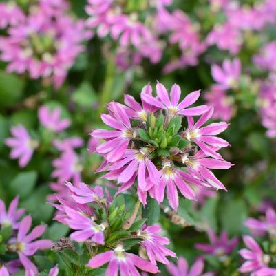 Scaevola Surdiva Fashion Pink