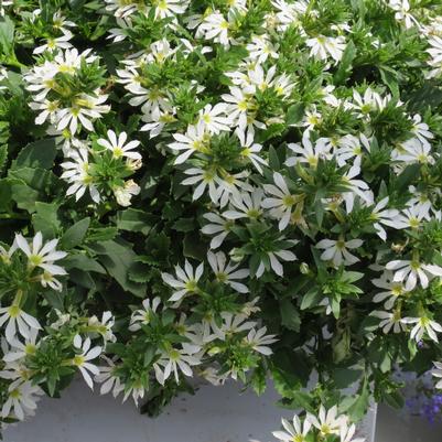 Scaevola Surdiva White Improved