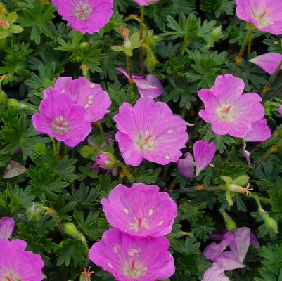 Geranium san. Max Frei