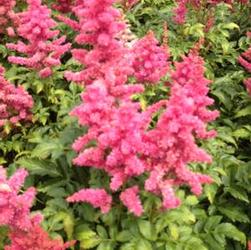 Astilbe 'Younique Carmine' Astilbe 'Younique Carmine'