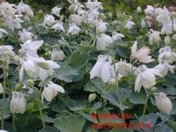 Aquilegia 'Nana Alba' Aquilegia 'Nana Alba'