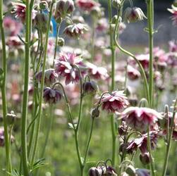 Aquilegia 'Nora Barlow' Aquilegia 'Nora Barlow'