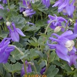 Aquilegia 'Pumila Selection' Aquilegia 'Pumila Selection'