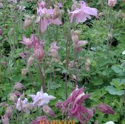 Aquilegia 'Biedermeier' Aquilegia 'Biedermeier'
