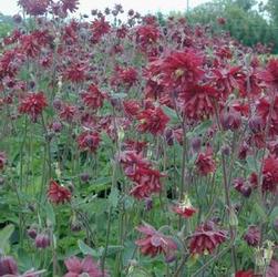 Aquilegia 'Ruby Port' Aquilegia 'Ruby Port'