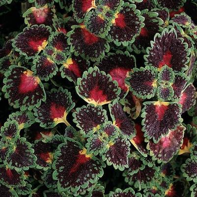 Coleus Lava Rose