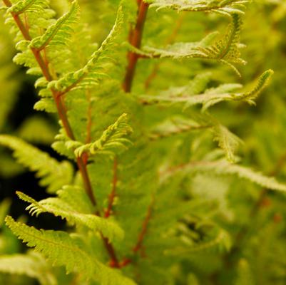 Athyrium Lady in Red