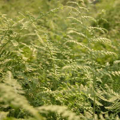 Dennstaedtia punctilobula 