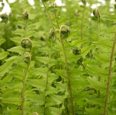 Dryopteris tokyoensis 