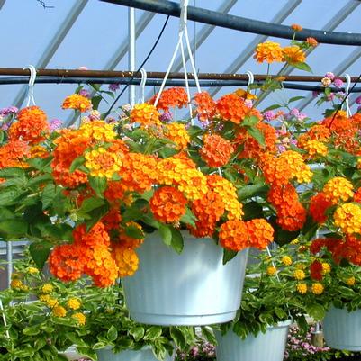 Lantana Hanging Basket- Assorted Colors 