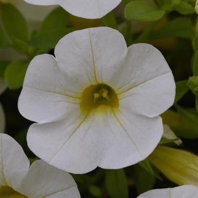 Calibrachoa Cabaret Bright White