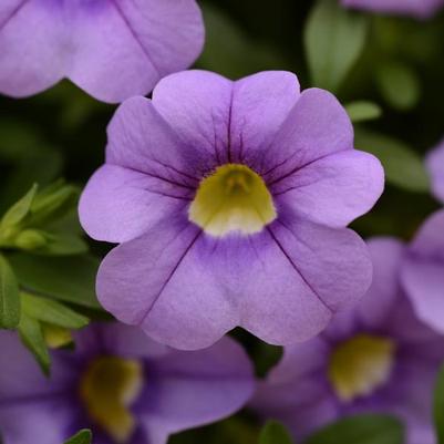 Calibrachoa Cabaret Sky Blue