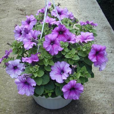 Petunia Hanging Basket 