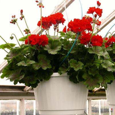 Geranium Floribunda Hanging Basket 