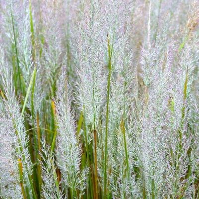 Calamagrostis brachytricha 