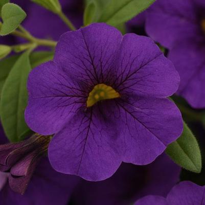 Calibrachoa Cabaret Blue Midnight