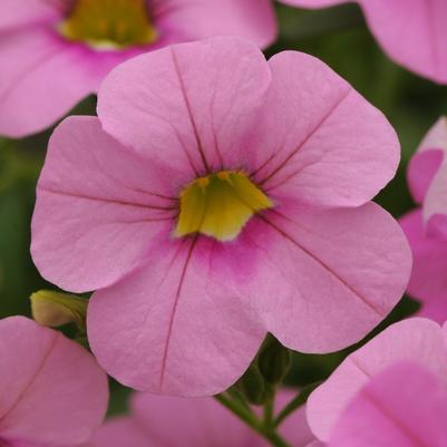 Calibrachoa Cabaret Light Pink