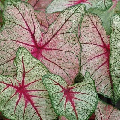 Caladium White Queen