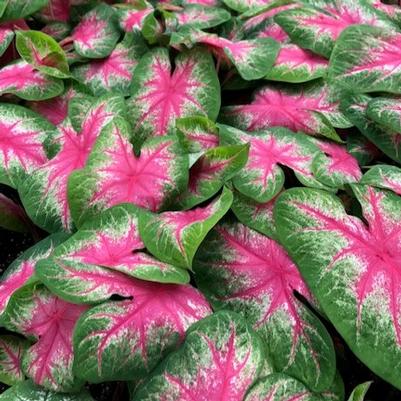 Caladium Rosebud Rosebud