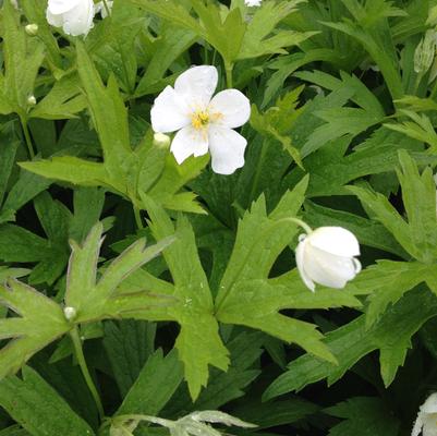 Anemone canadensis 