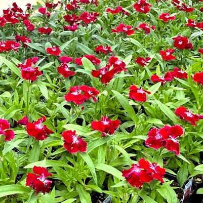 Dianthus Floral Lace Crimson