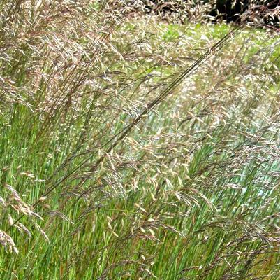 Deschampsia flexuosa 