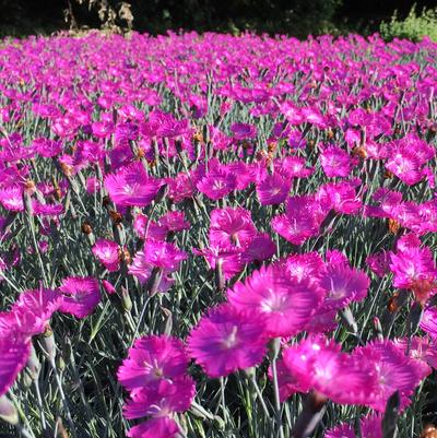 Dianthus Firewitch