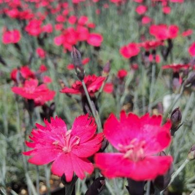 Dianthus Frosty Fire