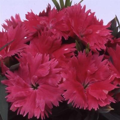 Dianthus Diana Salmon