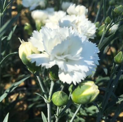 Dianthus Early Bird Frosty