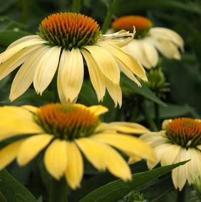 Echinacea Big Sky Sunrise Big Sky