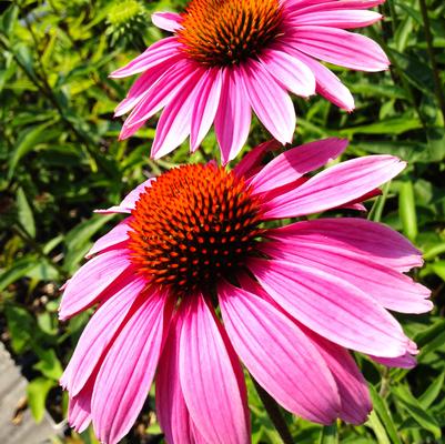 Echinacea Rubinstern (Ruby Star)