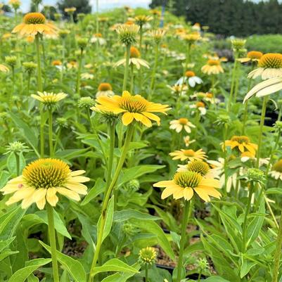 Echinacea Mellow Yellows