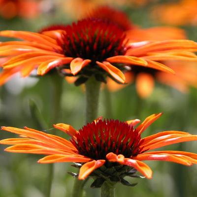 Echinacea Som.Flamenco Orange