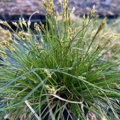 Carex albicans 