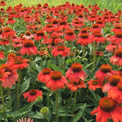 Echinacea Tomato Soup