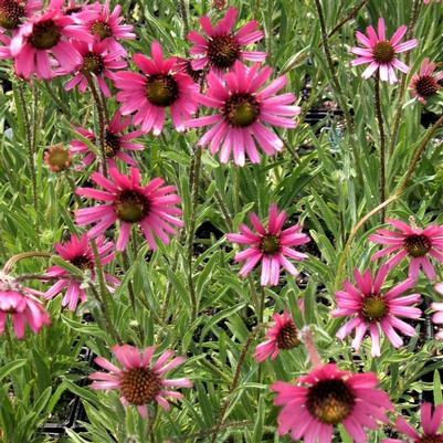 Echinacea Rockytop