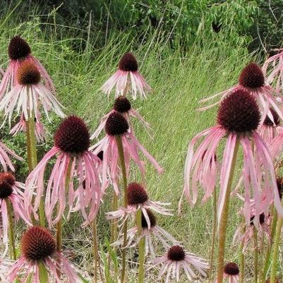 Echinacea pallida 